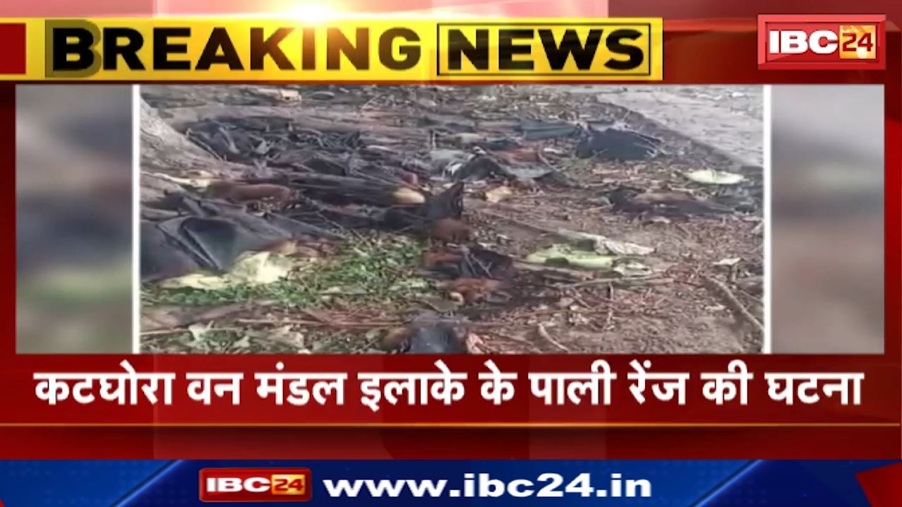 Korba News : गर्मी से वन्य प्राणियों के हालत खराब | कटघोरा वन मंडल इलाके के पाली रेंज की घटना