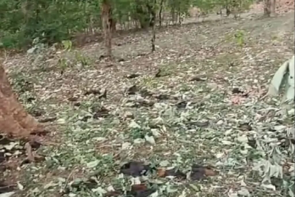 Bats Die From Heat Stroke in Seoni