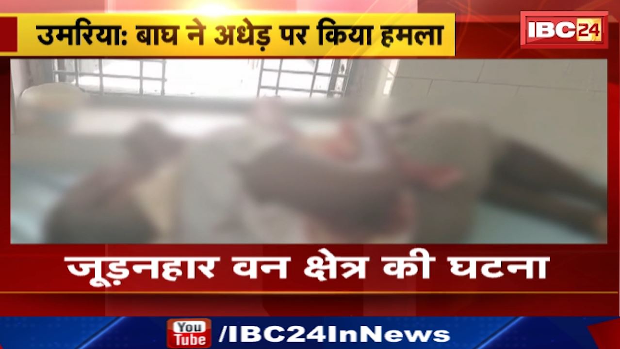 Umaria News : बाघ के हमले से अधेड़ गंभीर रुप से घायल | जूड़नहार वन क्षेत्र की घटना