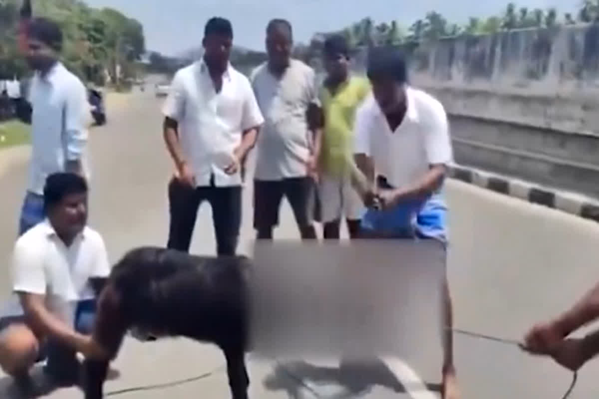 DMK समर्थकों ने अन्नामलाई की हार का जश्न मनाने के लिए दी बकरे की बलि, भयावह Video सामने आने के बाद BJP ने की कार्रवाई की मांग…