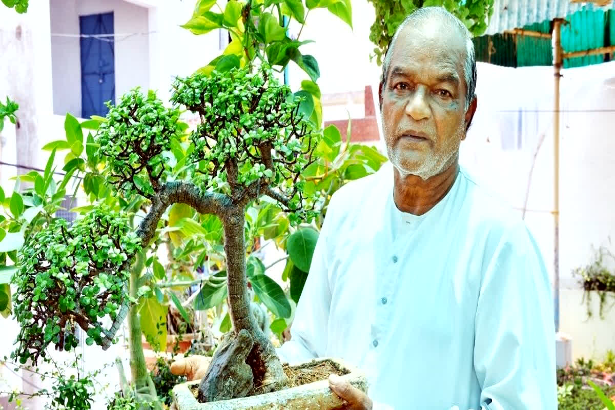 Bonsai Forest on Terrace: जबलपुर के इस शख्स ने 40 साल की कड़ी मेहनत से बनाई अनोखी दुनिया, घर की छत पर ही बना डाला जंगल