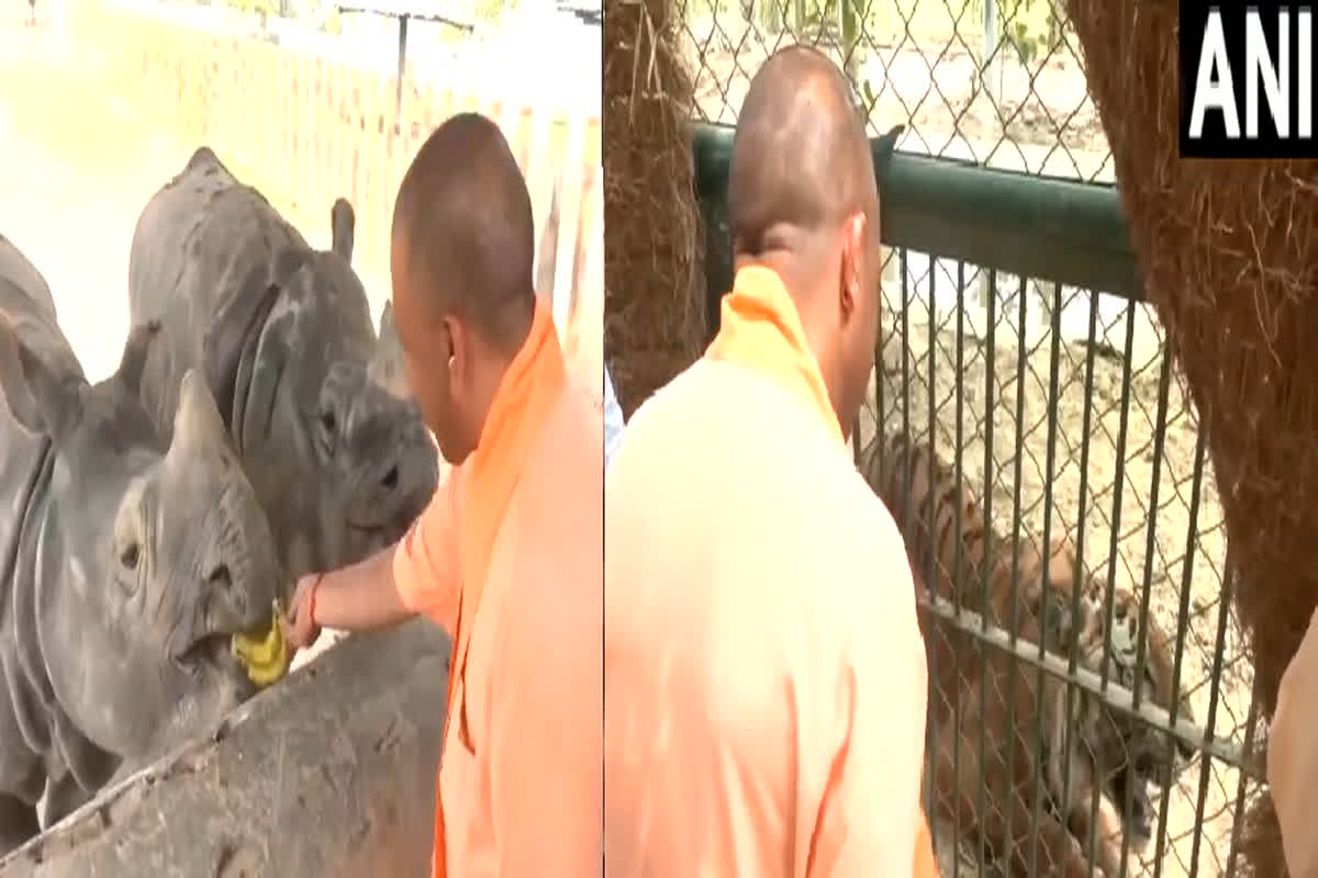 CM Yogi Adityanath in Gorakhpur Zoo: बाघ और बब्बर शेर ने CM योगी को दहाड़कर दी सलामी, सामने आया ये VIDEO…