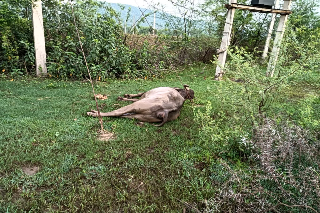 Kawardha Cow Death