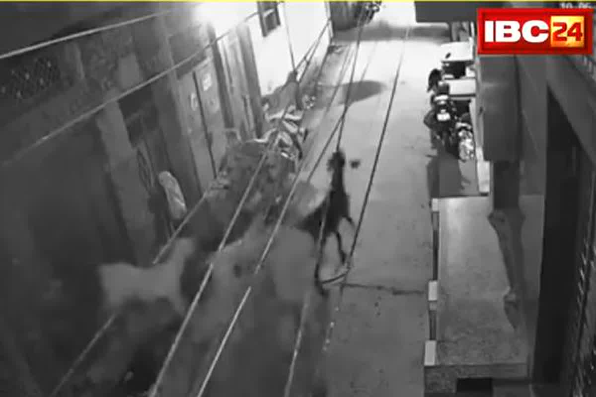 Goat theft in Delhi : कुर्बानी के लिए लाए लाखों रुपए के 6 बकरे चोरों ने उड़ाएं, वारदात को अंजाम देने का तरीका जान हैरान हो जाएंगे आप
