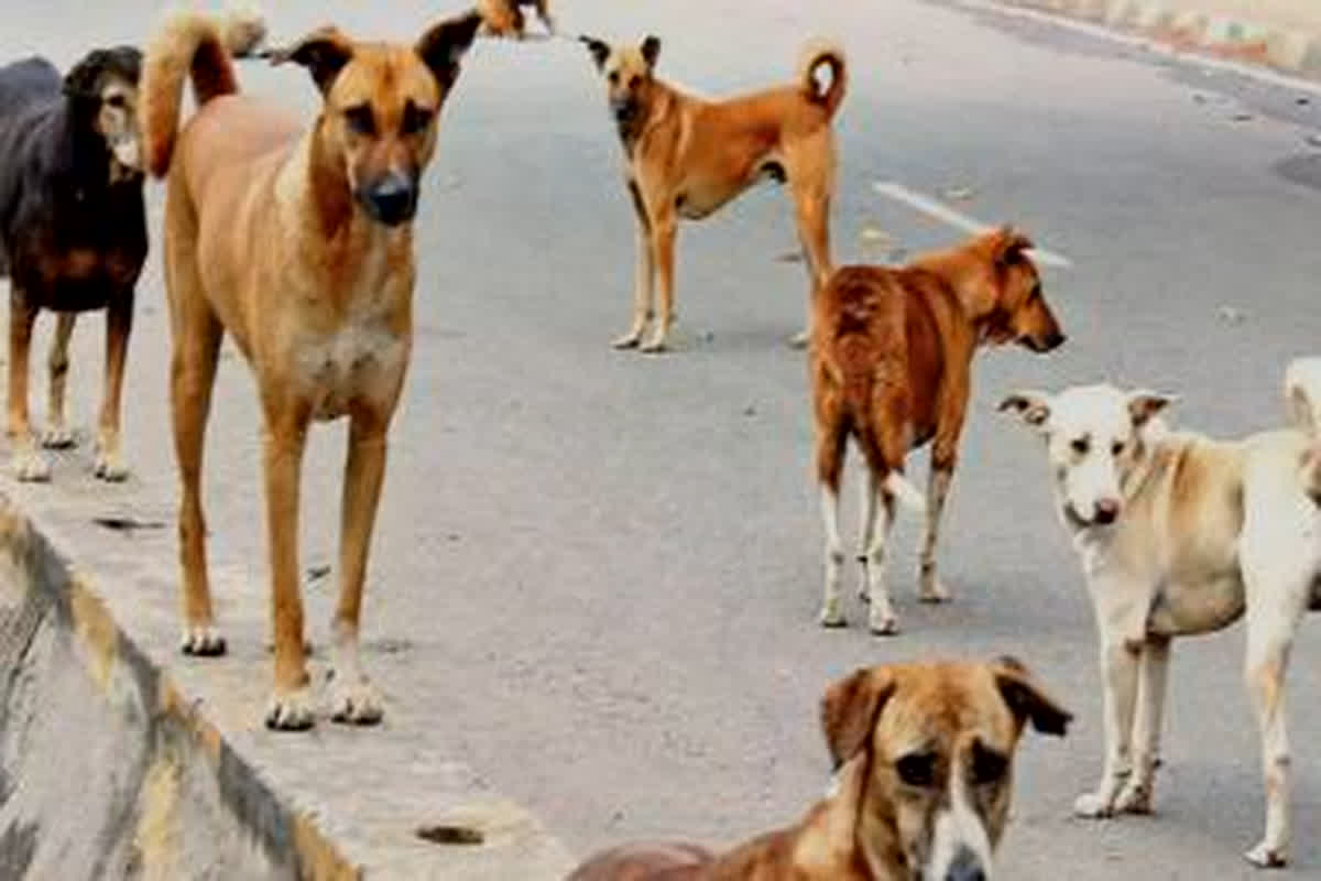 Dhamtari News: नहीं थम रहा आवारा कुत्तों का आतंक, कुत्ते के काटने से 5 साल की बच्ची की मौत, परिवार में पसरा मातम