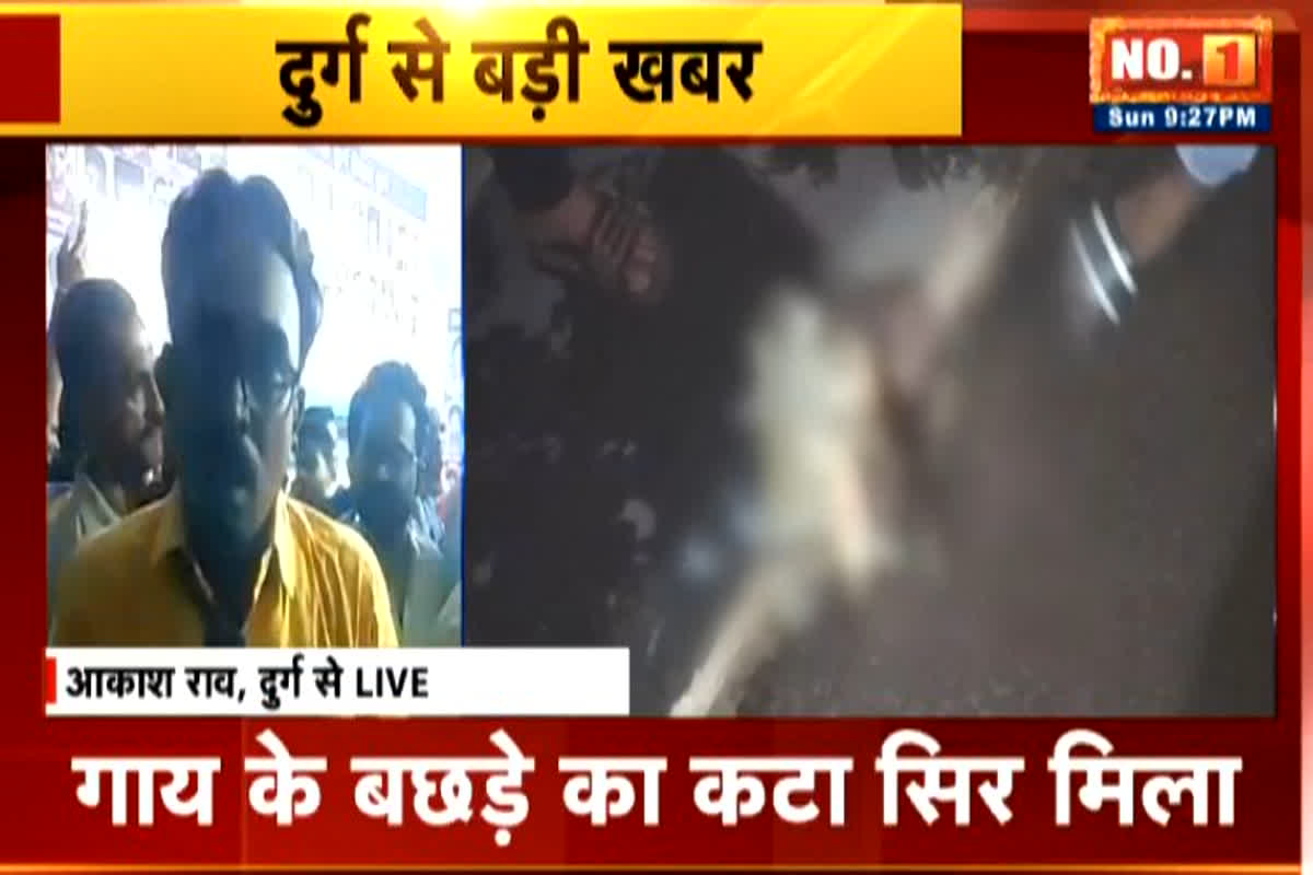 Durg Breaking: बछड़े का कटा सिर मिलने से मचा हड़कंप, हिंदूवादी संगठन सिर रखकर कर रहे प्रदर्शन…