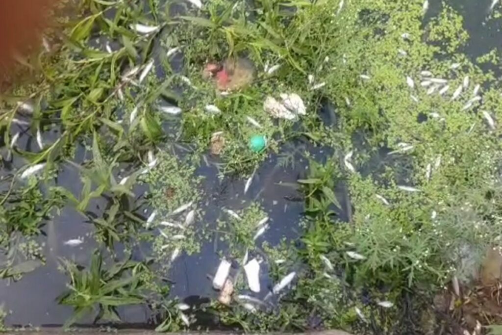 Death of fish in Kunwari river