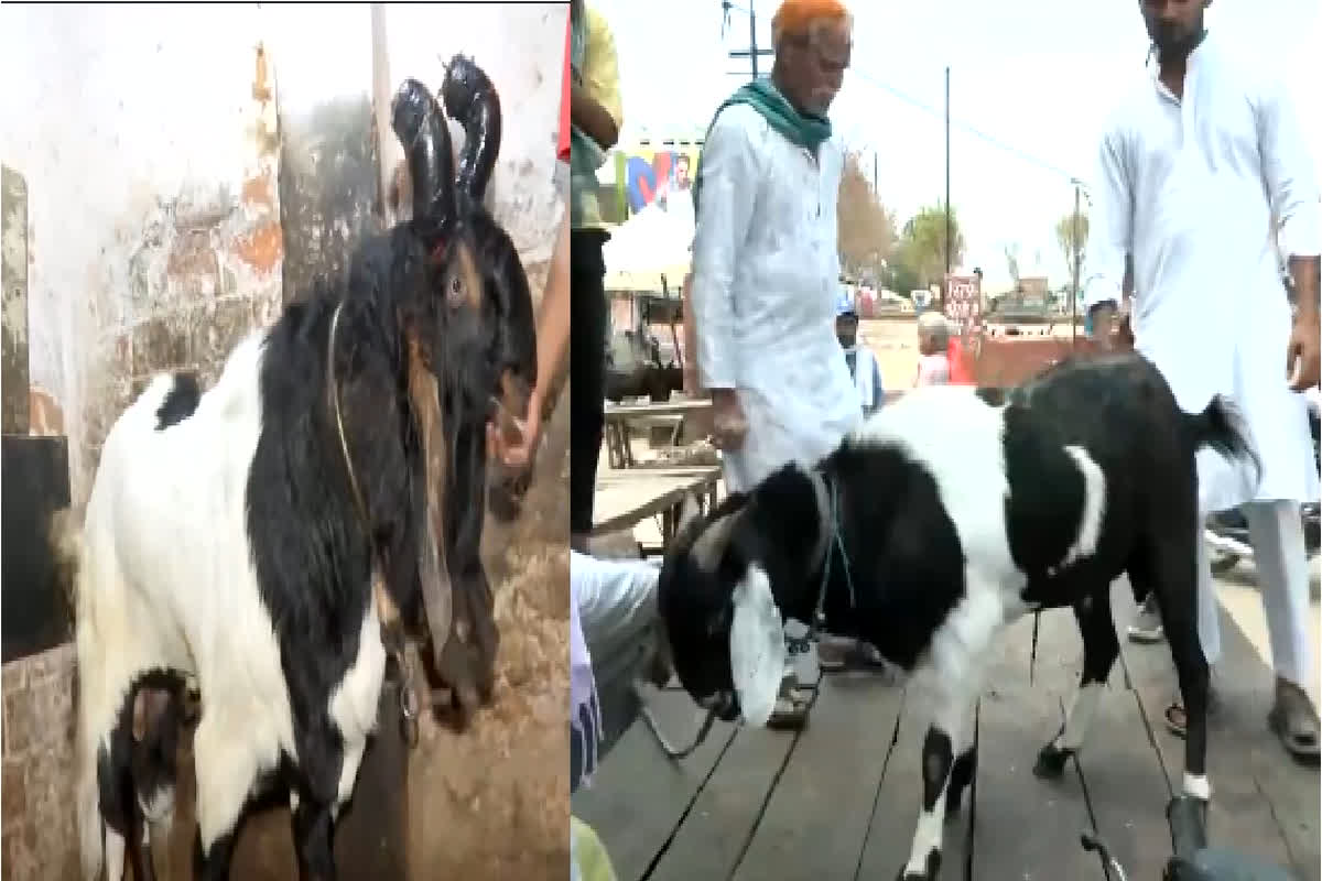 Goat Prices On Bakrid : बकरीद से पहले आसमान छू रही बकरों की कीमत, बाजार में 10 लाख रुपए तक है दाम
