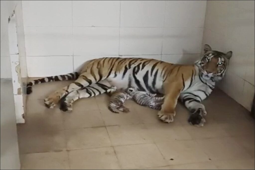 The number of tigers increased in the zoo
