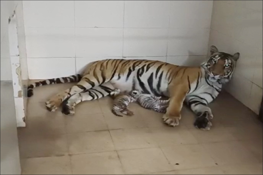 सफेद टाइगर दुर्गा ने दिया 3 शावकों को जन्म, अब महीने भर तक रहेंगे आइसोलेट