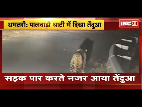 Dhamtari Leopard Video : सड़क पार करते नजर आया तेंदुआ | राहगीरों ने तेंदुए का वीडियो बनाया | देखिए