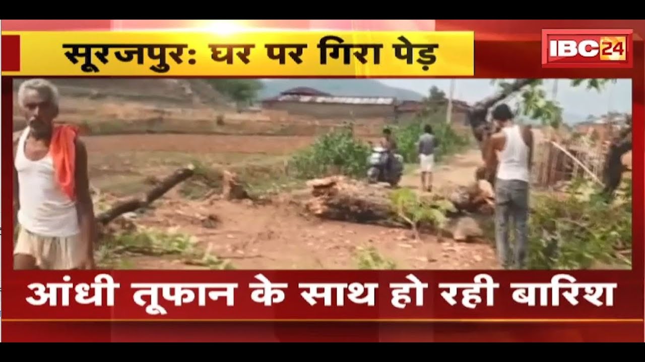 Surajpur News : घर के ऊपर गिरा विशालकाय पेड़ | बाल-बाल बचे घर के सदस्य