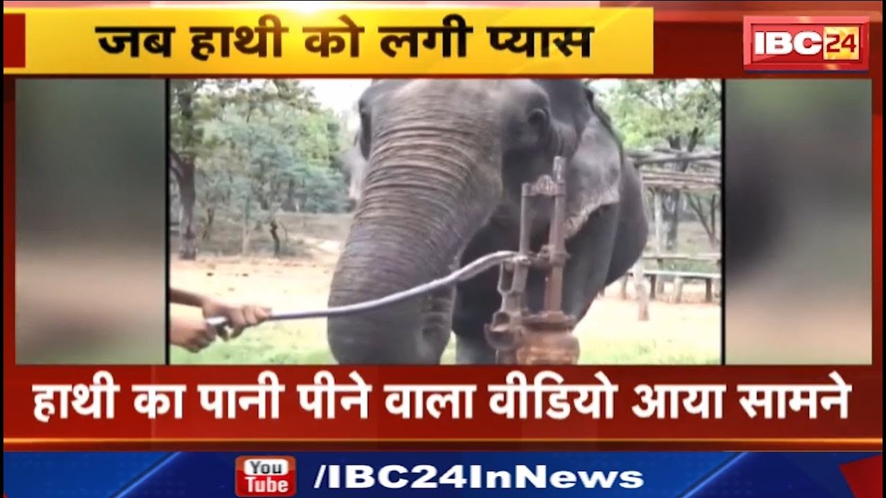 Narmadapuram News: हाथी के पानी पीने का वीडियो वायरल। गार्ड हैंडपंप चलाकर हाथी को पीला रहा पानी