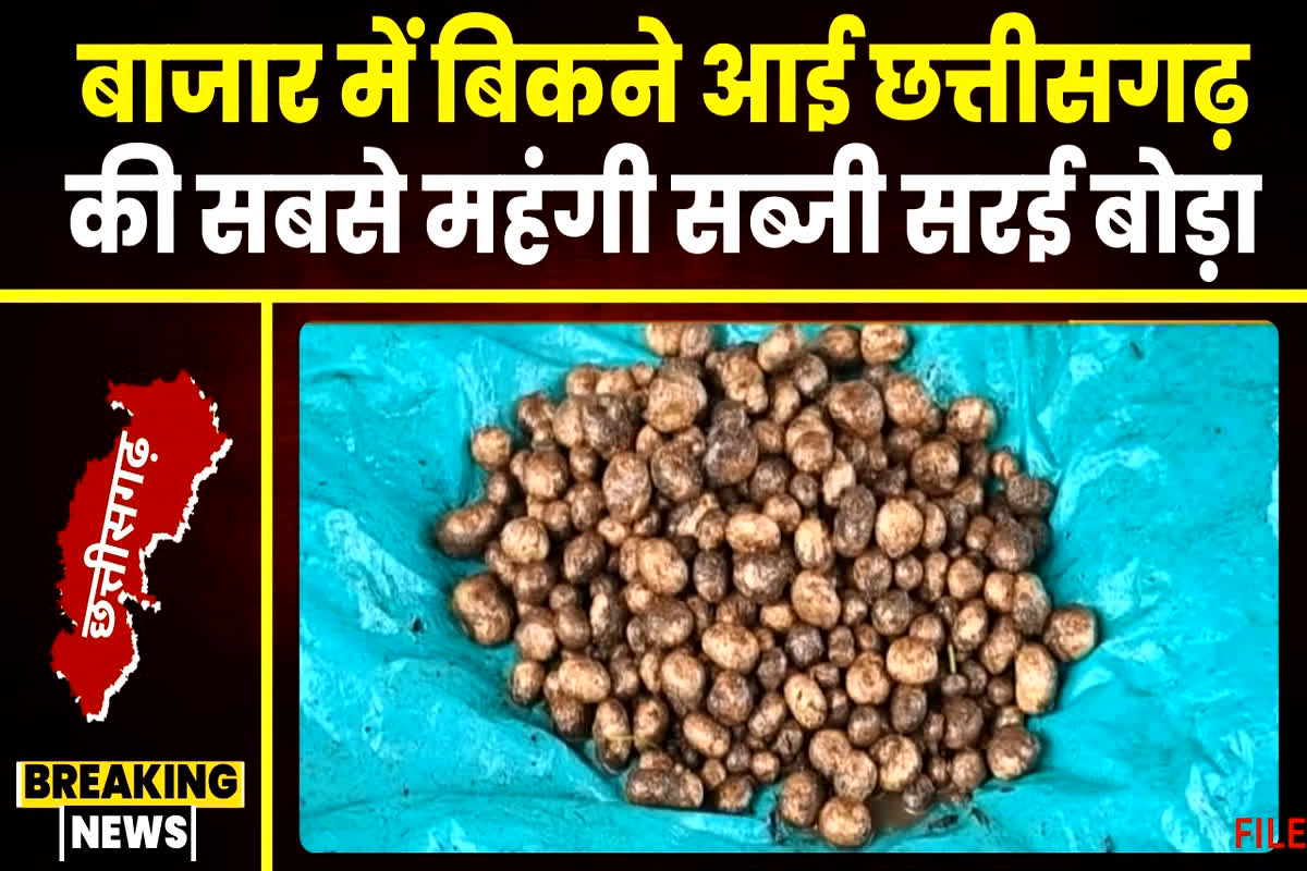 Sarai Boda Sabji: मटन-चिकन से भी ज्यादा महंगा है सरई बोड़ा, 2000 रुपए किलो के भाव से बिक रहा बाजार में, बेहद दुर्लभ गुणों से है भरपूर