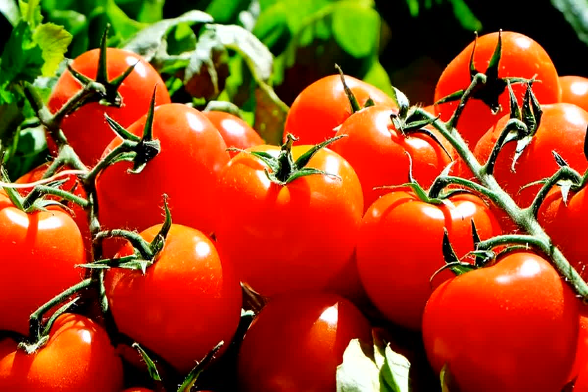 Tomato Price Hike: टमाटर ने छुड़ाए लोगों के पसीने! आसमान छू रही कीमतें, जानें अपने शहर का भाव…