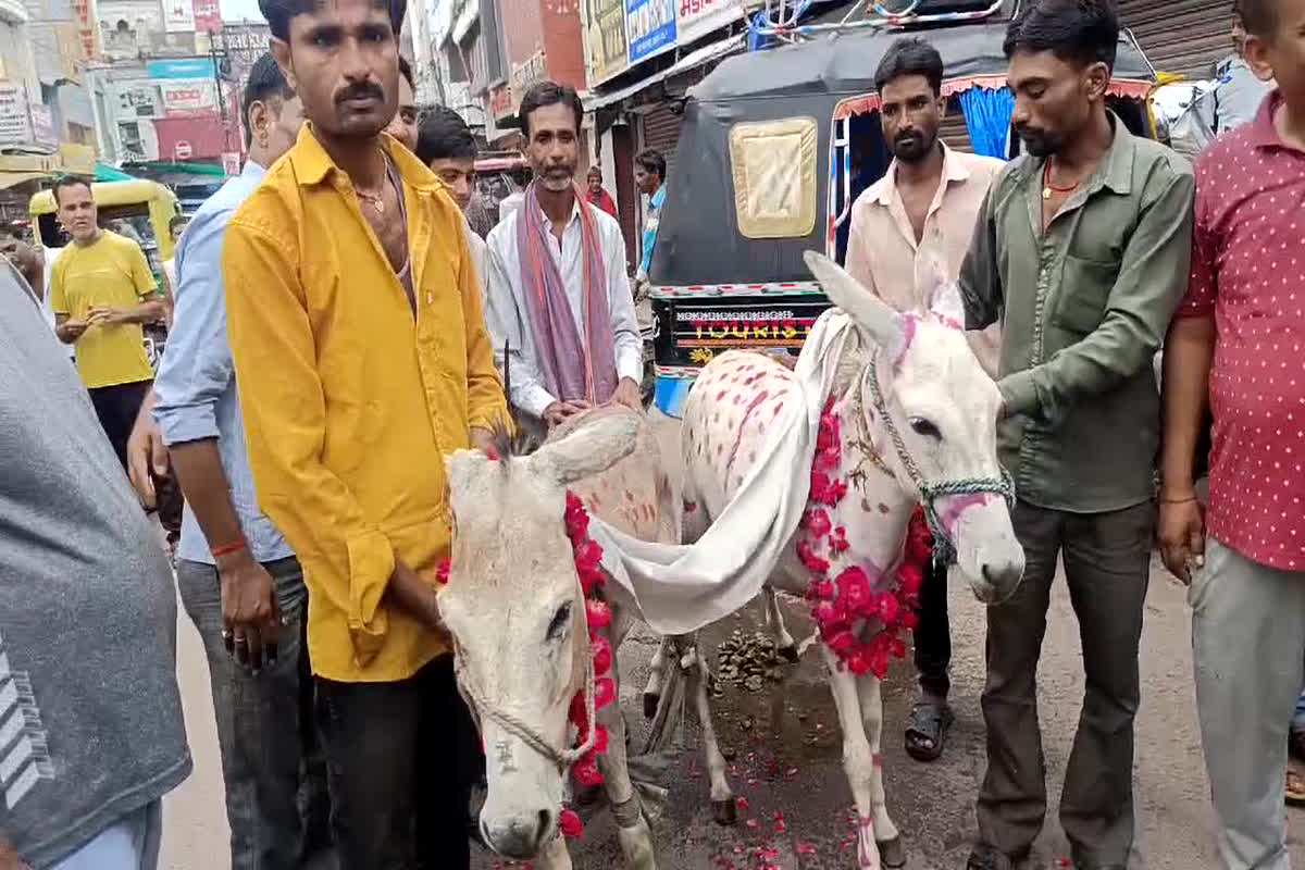 Anokhi Shadi : अनोखा टोटका… अच्छी बारिश के लिए ग्रामीणों ने कराई गधे और गधी की शादी, शामिल हुआ पूरा गांव