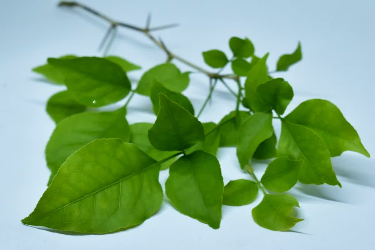 Belpatra ke Upay: संतान प्राप्ति के लिए सावन में करें बेलपत्र के ये उपाय, भर जाएगी सूनी कोख, दांपत्य जीवन भी होगा खुशहाल