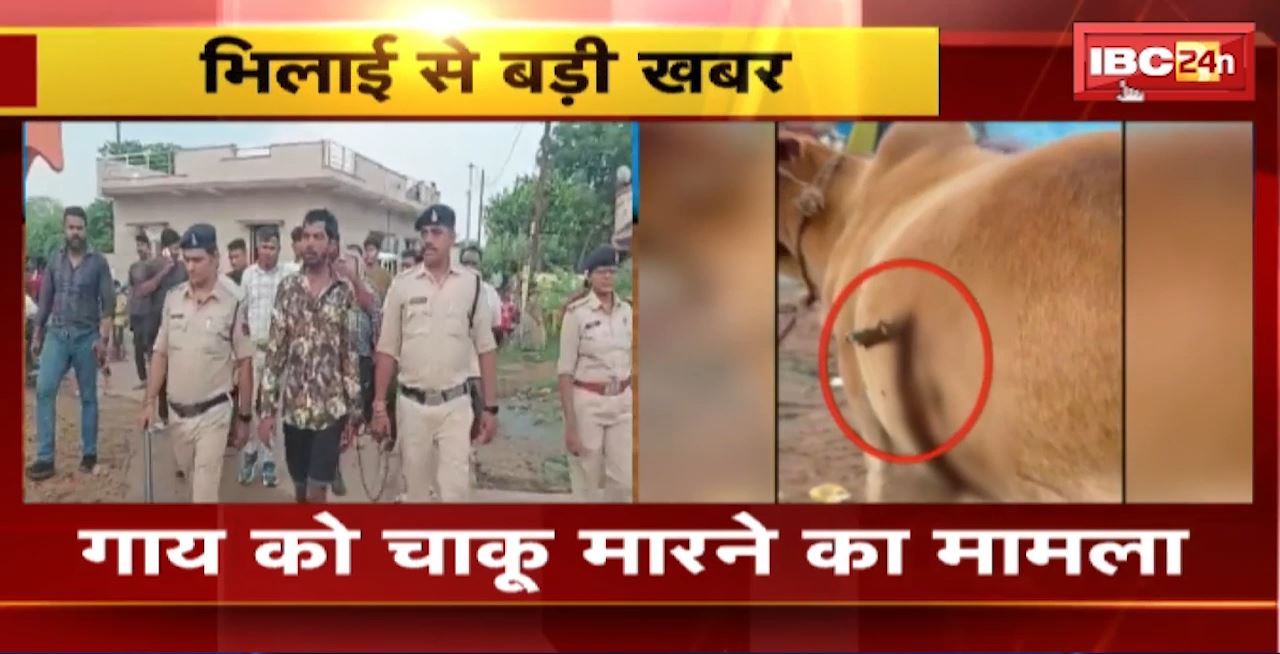 Bhilai Animal Cruelty Case : गाय को चाकू मारने का मामला। Police ने आरोपी रमाशंकर को किया Arrest