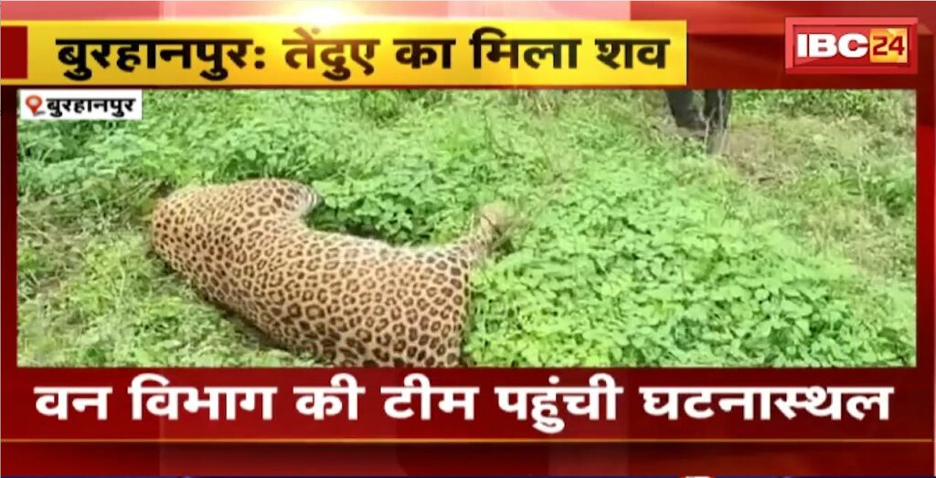 Burhanpur Leopard News