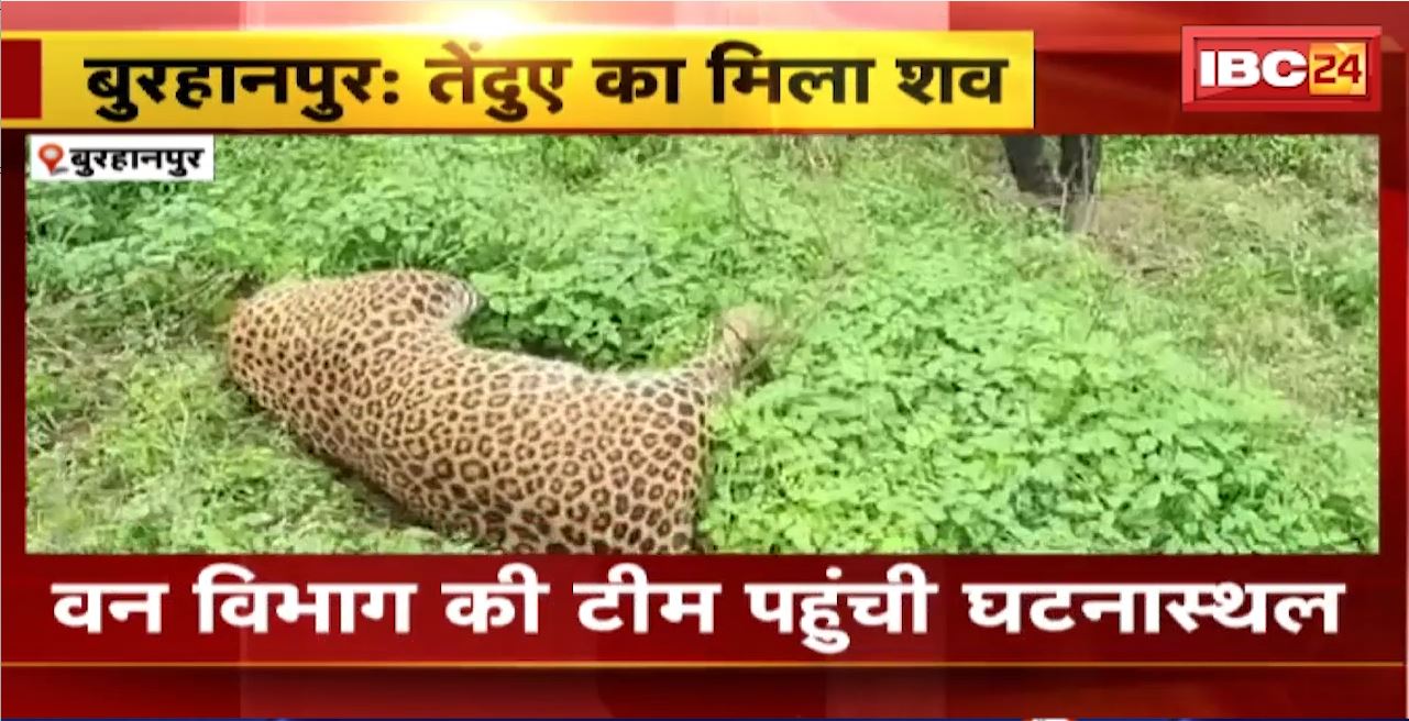 Burhanpur Leopard News : नयाखेड़ा के पास मिला तेंदुए का शव। वन विभाग की टीम पहुंची घटनास्थल