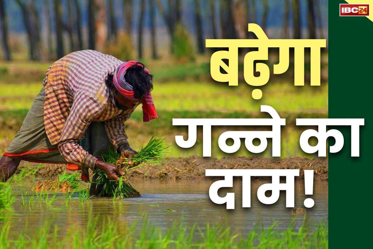 Sugarcane MSP Increase: गन्ने पर बढ़ेगा समर्थन मूल्य!.. मोदी सरकार के इस फैसले से बदल जाएगी किसानों की किस्मत..