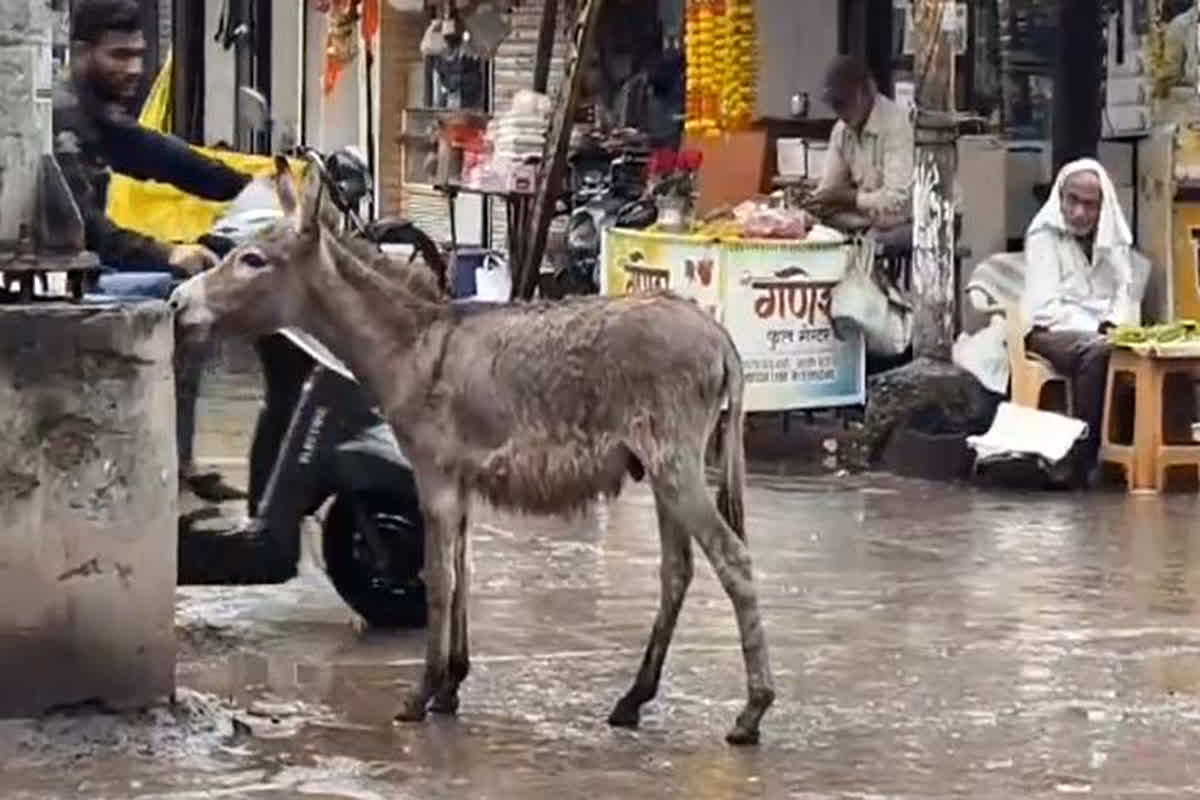 Donkey Theft News: बुरहानपुर पुलिस टीम खोजेगी गधा? कलेक्टर तक पहुंचा 25 गधों के चोरी का मामला, सुनकर अधिकारी के उड़े होश