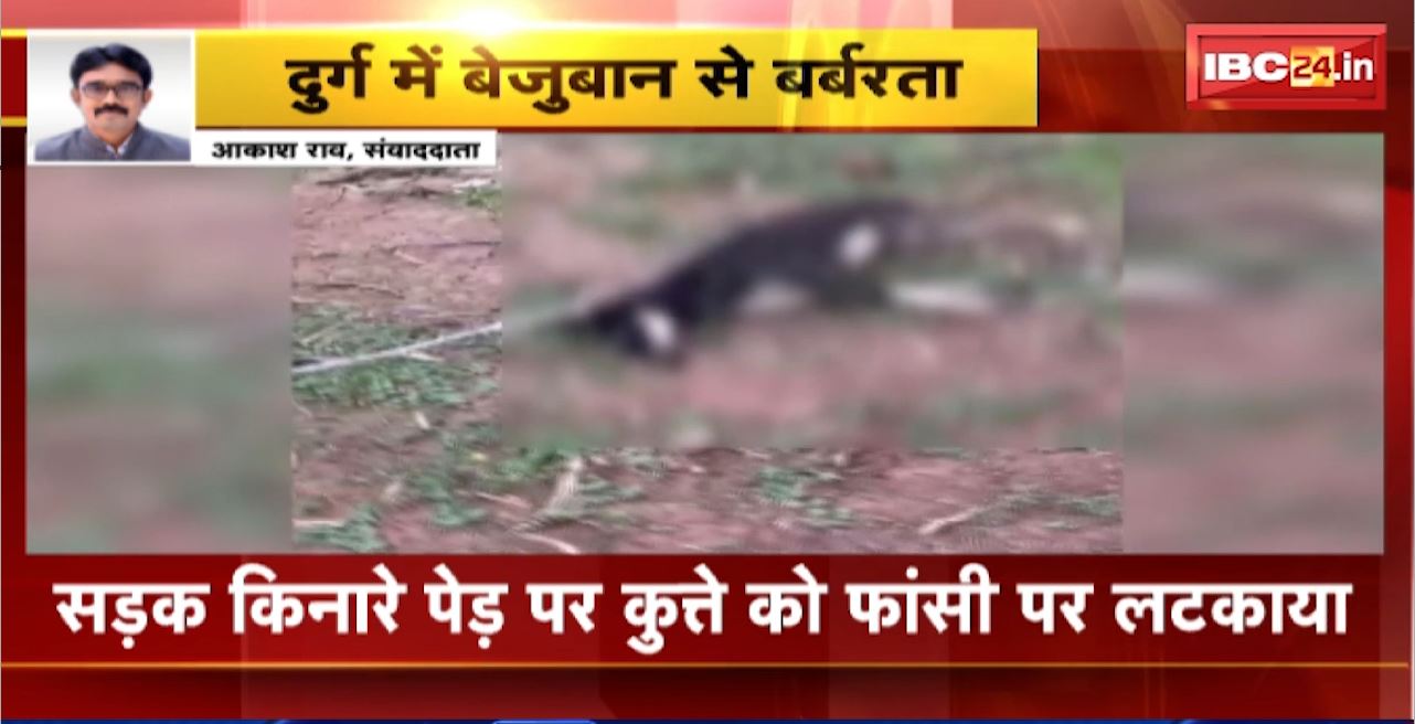 Durg Animal Cruelty : बेजुबान से बर्बरता। युवक ने कुत्ते को मारकर फांसी पर लटकाया