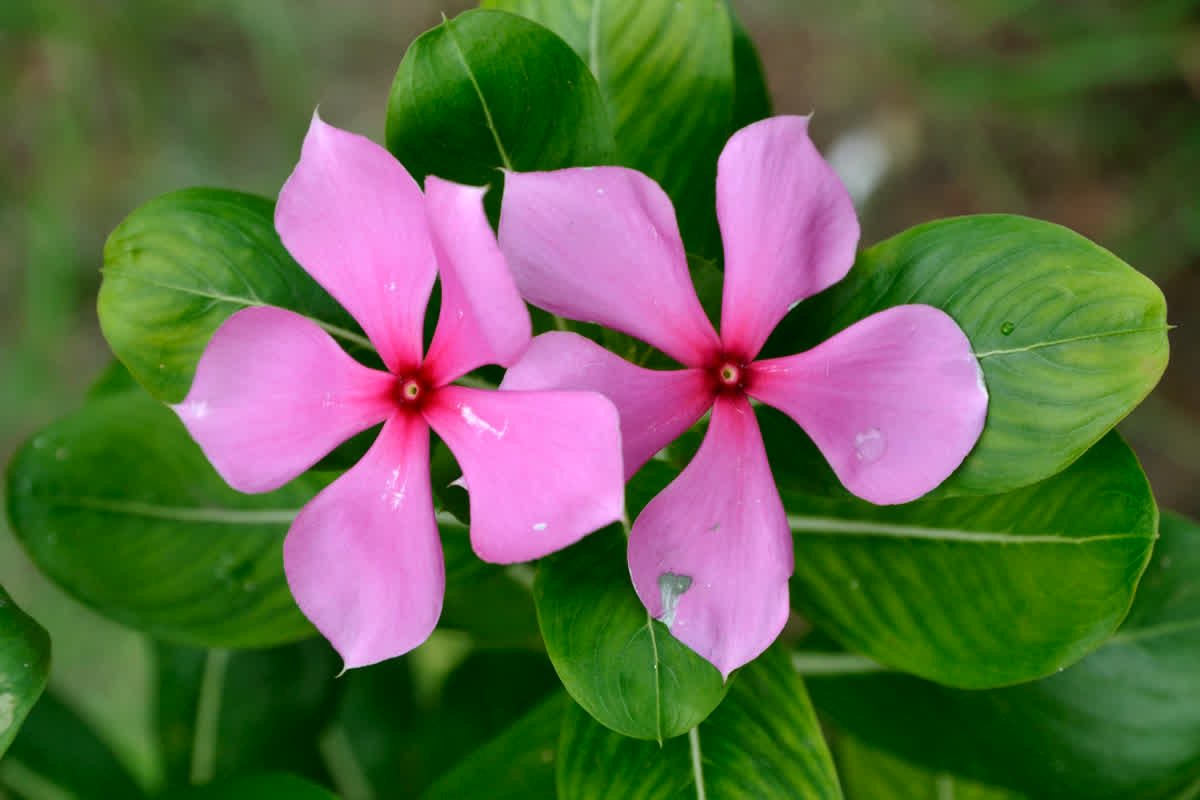 Sadabahar Flowers For Diabetes: डायबिटीज मरीजों के लिए रामबाण है ये चमत्कारी फूल, ऐसे करें उपयोग!