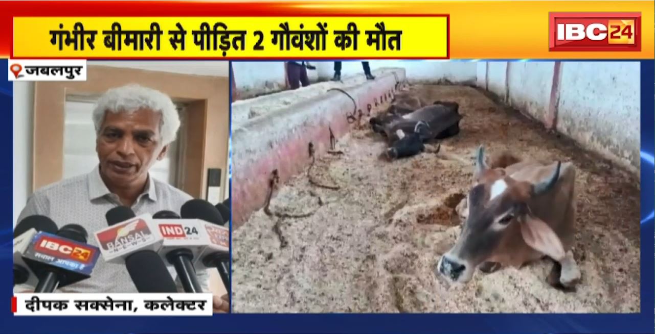 Jabalpur News : जबलपुर में आदर्श गौशाला का हाल बेहाल। गंभीर बीमारी से पीड़ित 2 गौवंशों की मौत
