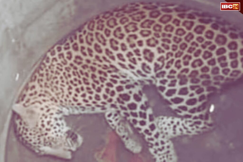 Leopard Death Cardiac Arrest | Uattar Pradesh dudhwa national park Hindi News