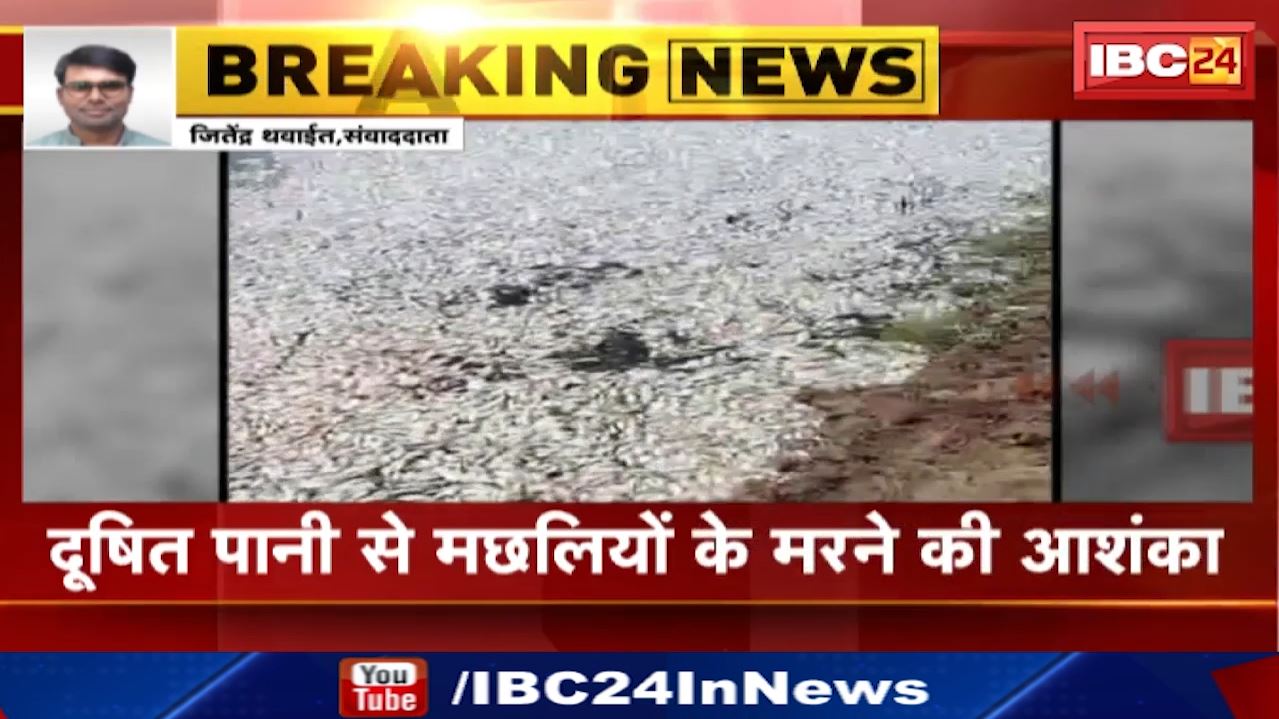 Shivnath River में मर गईं लाखों मछलियां | शराब फैक्ट्री का दूषित पानी छोड़ने से मौत की आशंका