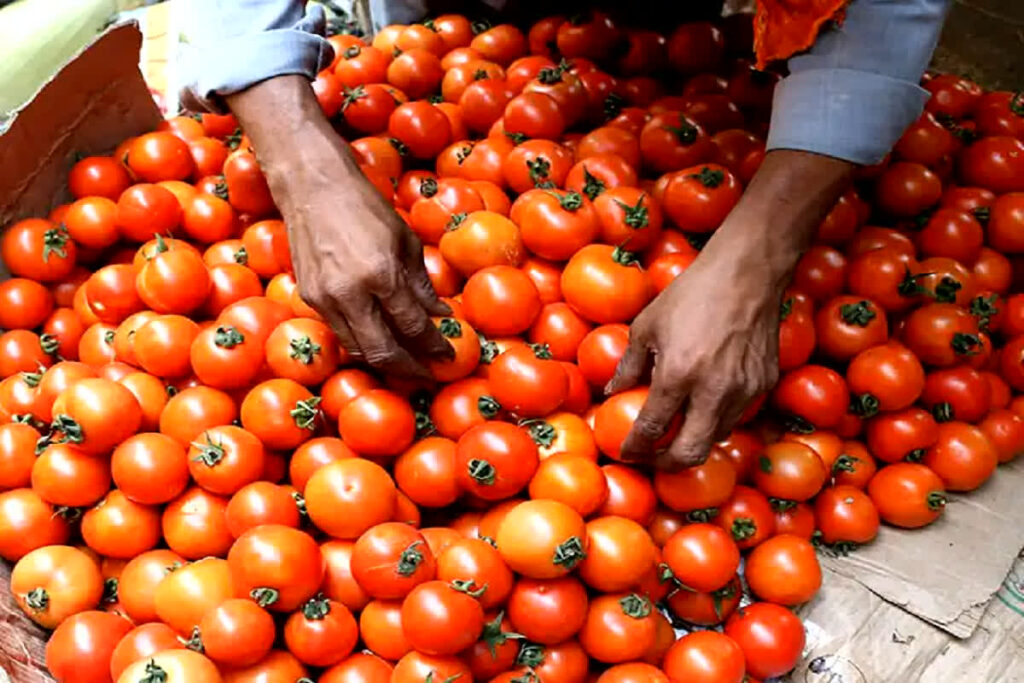 Tomato Rates Today