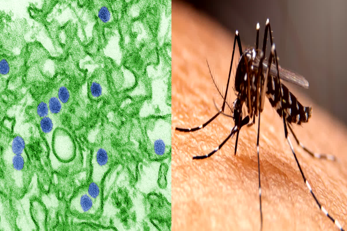 Zika Virus Alert: सावधान…! धरती पर मंडराने लगा नए वायरस का खतरा, बढ़ते मामलों को देख केंद्र सरकार ने जारी की एडवाइजरी