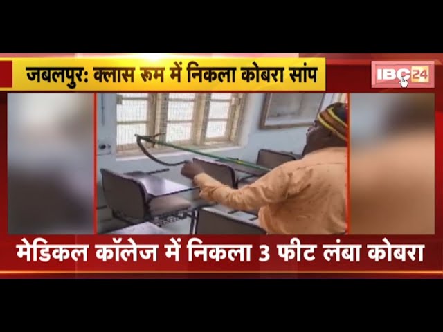 Jabalpur Snake Video: क्लास रुम में निकला कोबरा सांप। Social Media में Viral हो रहा वीडियो