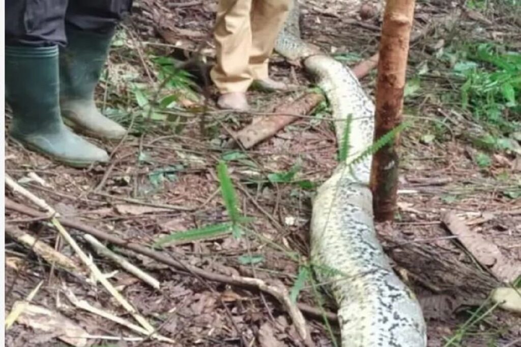 Missing wife found in python's stomach