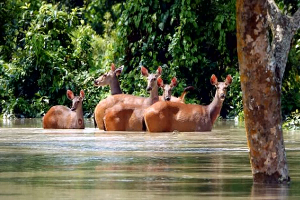 Flood in Kaziranga National Park