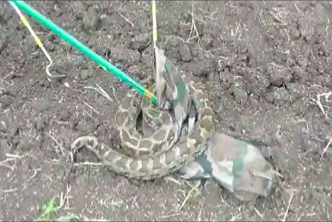 Azgar Video Viral : खेत में निकला विशाल अजगर, किसान ने तुरंत वन विभाग को किया सूचित, देखें वीडियो