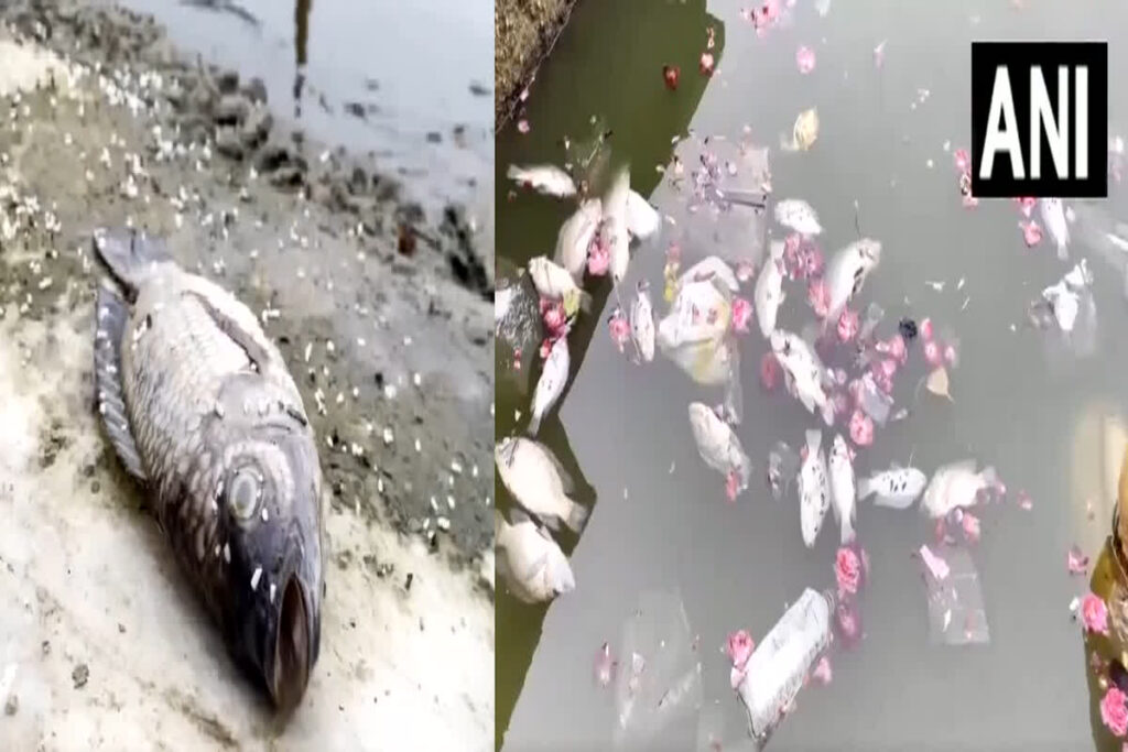 Danger to fishes in Pushkar lake