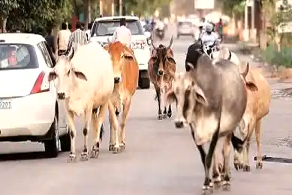 Bilaspur News: सड़कों में आवारा पशुओं पर अंकुश लगाने कोर्ट ने दिए सख्त निर्देश, कहा-‘निर्देश का पालन नहीं करने पर की जाएगी जवाबदेही’