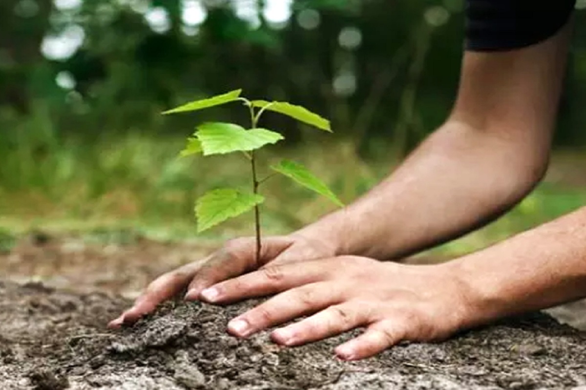 CG News: लोकसभा में हुई हसदेव अरण्य पर्यावरण क्षरण पर चर्चा, भारतीय वन विभाग ने दी 50 लाख से भी ज्यादा पेड़ लगाने की जानकारी