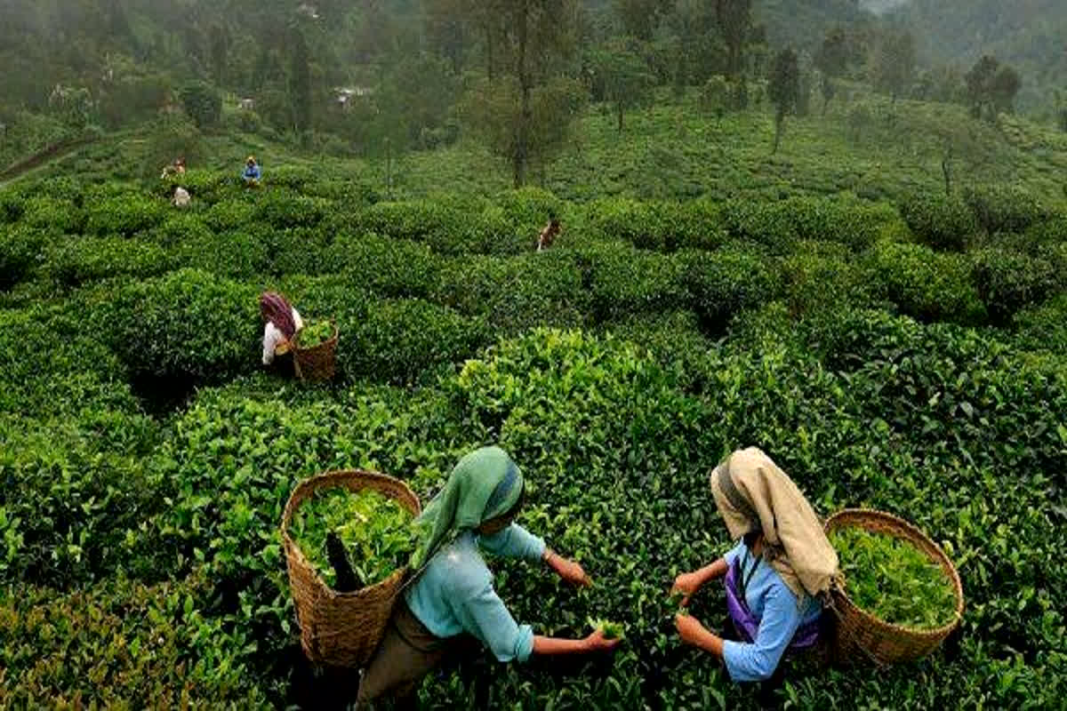 Tea Price Hike :  चाय प्रेमियों को महंगी पड़ेगी हर एक चुस्की, अब प्याज टमाटर के बाद बढ़े चायपत्ती के दाम