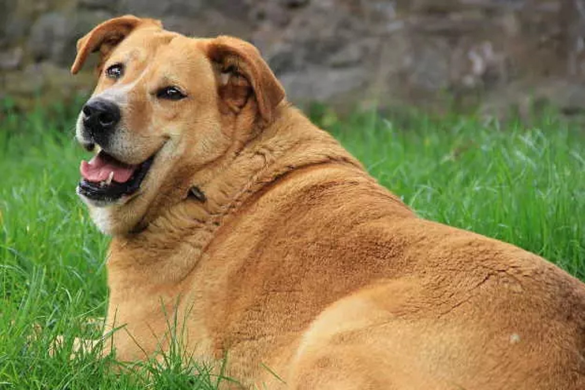 Scientist Sentenced For Animal Cruelty: कुत्तों से हवस मिटाता था ये मशहूर वैज्ञानिक, वीडियो बनाकर रखता था मोबाइल में, अब हो सकती 249 साल की जेल