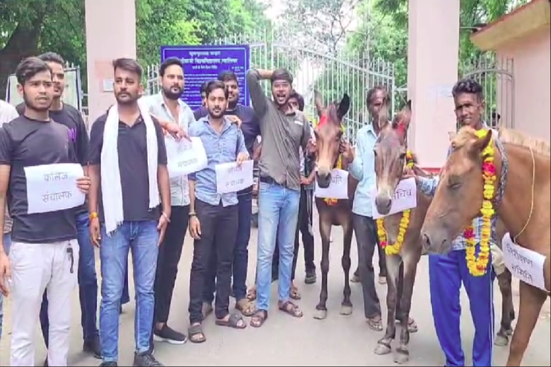 NSUI Protest with Donkeys : गधों को तिलक लगाकर पहनाई फूल माला..! फिर ले गए विश्वविद्यालय, कॉलेज में फर्जीवाड़े को लेकर NSUI का अनोखा प्रदर्शन
