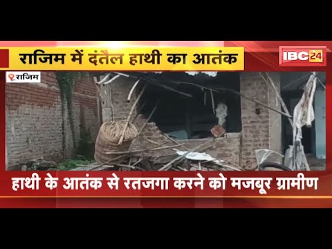 Rajim Elephant News: पचपेड़ी गांव में घुसा दंतैल हाथी। हाथी के आतंक से रतजगा करने को मजबूर ग्रामीण