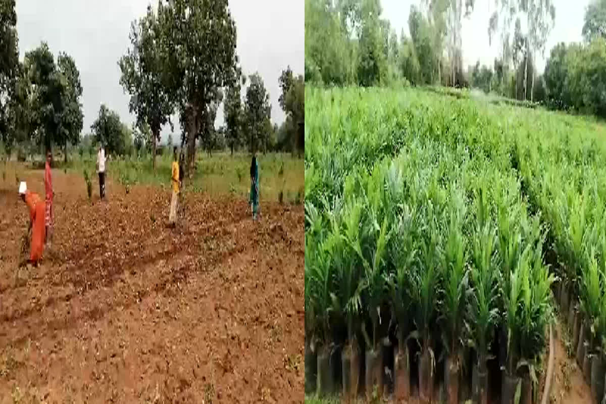 Palm Oil Cultivation: इस ऑयल की खेती से किसानों के बदलेंगे दिन, 300 हेक्टेयर में लगाए जा रहे पौधे, होगी लाखों रुपए की आय