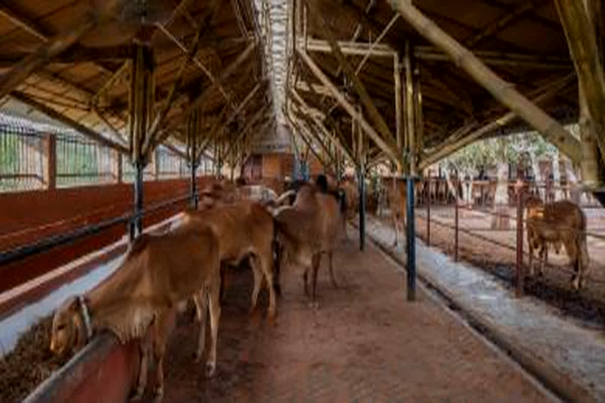 MGNREGA Pashu Shed Yojana 2024: पशु शेड बनाने के लिए केंद्र सरकार से मिलेगी आर्थिक सहायता राशि, जानें कैसे करें आवेदन