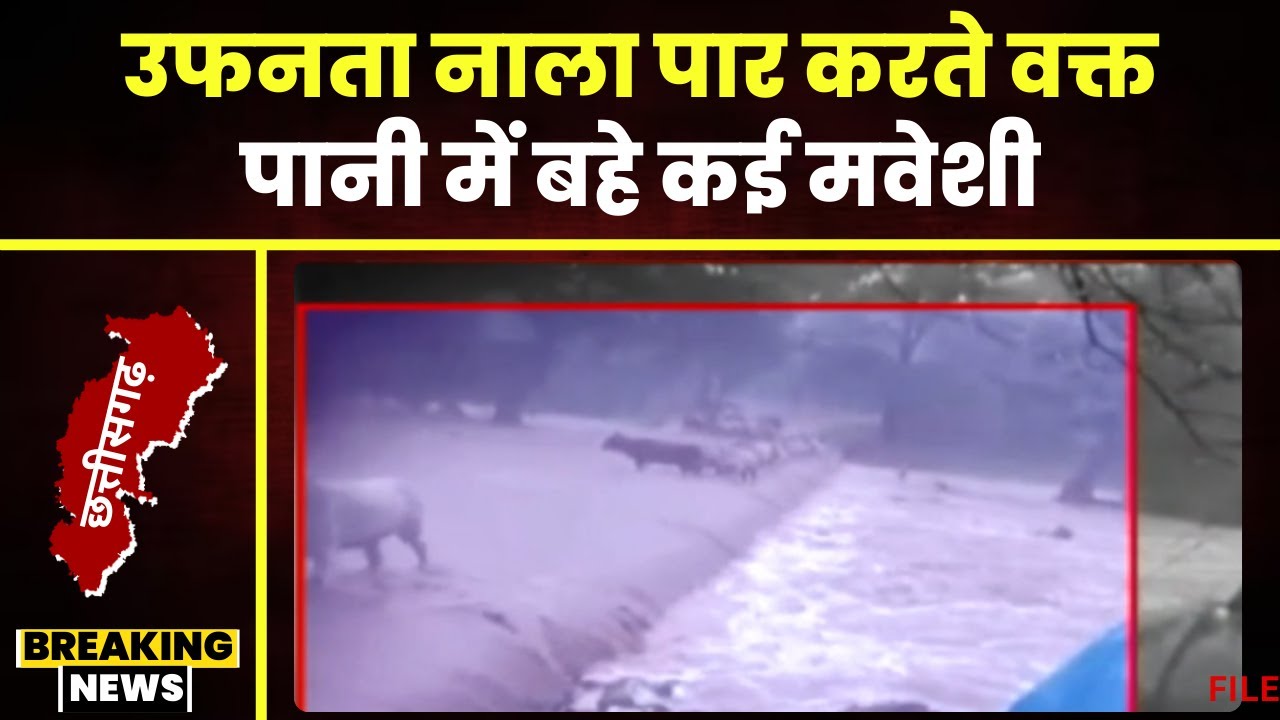 Balod Viral Video: पानी में बहे कई मवेशी। उफनते नाले को पार कर रहे थे मवेशी। देखिए वीडियो..