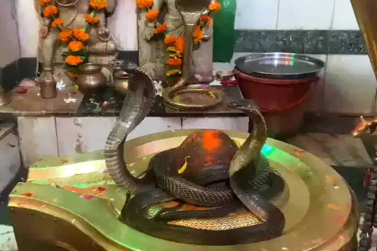 Nag Panchami Upay: नागराज को प्रसन्न करने के लिए नाग पंचमी के दिन करें ये उपाय, कालसर्प दोष होगा दूर, हर परेशानी से मिलेगी मुक्ति