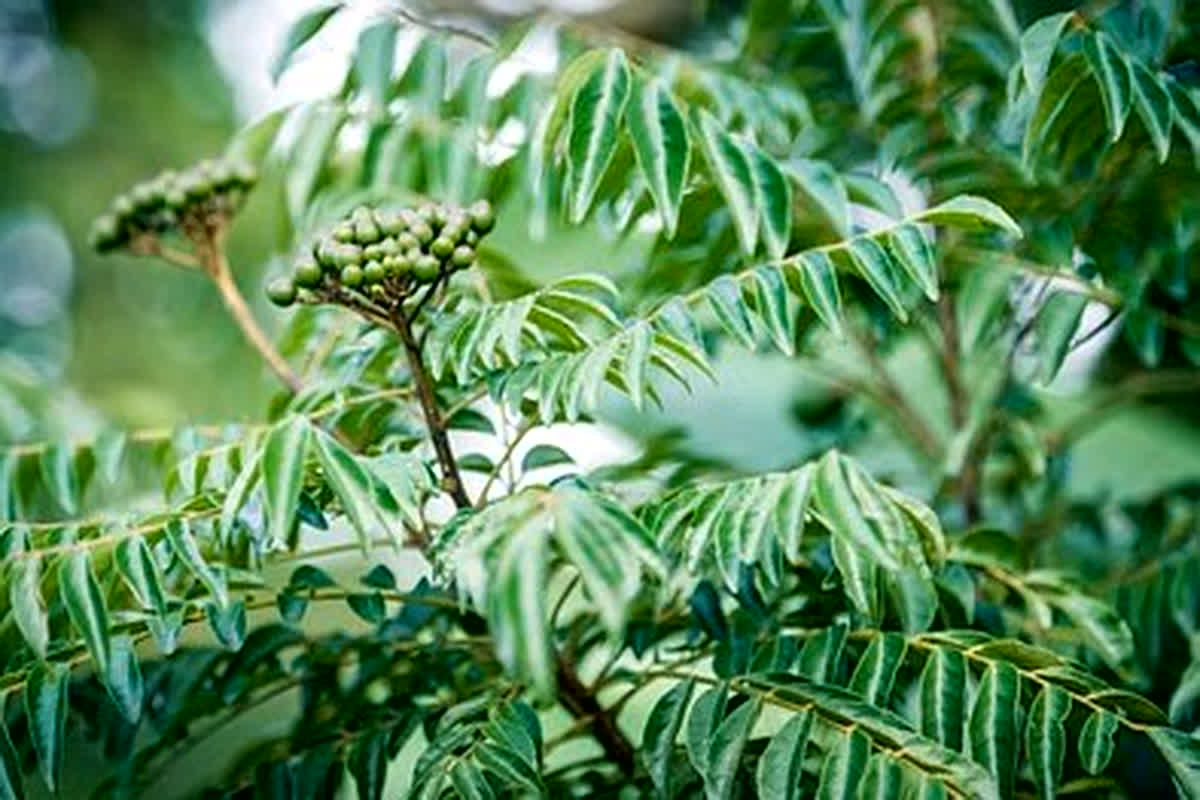 Uric Acid Cure: बड़ा कमाल का है ये हरा पत्ता, कुछ दिनों में ही घटा देता है बढ़ा हुआ यूरिक एसिड, जानें कैसे?