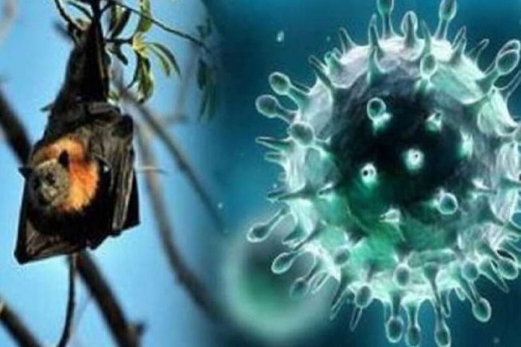 Nipah Virus In Kerala